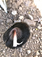 Coprinus calyptratus