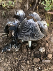 Coprinus calyptratus