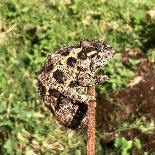 Tanzanian Montane Dwarf Chameleon (Trioceros sternfeldi) · iNaturalist