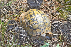 Testudo hermanni boettgeri