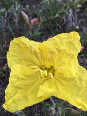 Calylophus