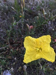 Calylophus
