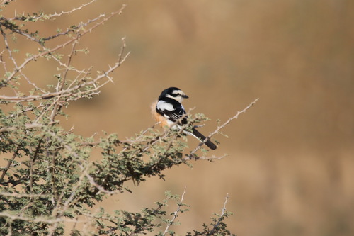 Alcaudón núbico (Lanius nubicus)