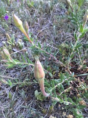 Calylophus