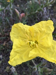 Calylophus