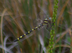 Cordulegaster bilineata