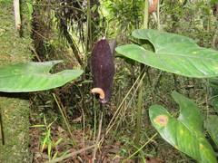 Anthurium caramantae
