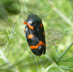 Cercopis intermedia