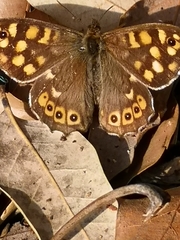Pararge aegeria