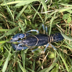 Cambarus monongalensis