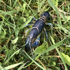 Cambarus monongalensis