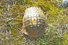 Testudo hermanni boettgeri