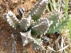 Huernia
