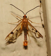 Synanthedon acerni
