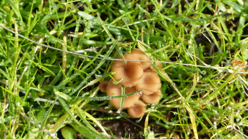 iNaturalist observation photo of rosy navel