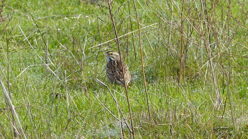iNaturalist observation photo of Savannah Sparrow