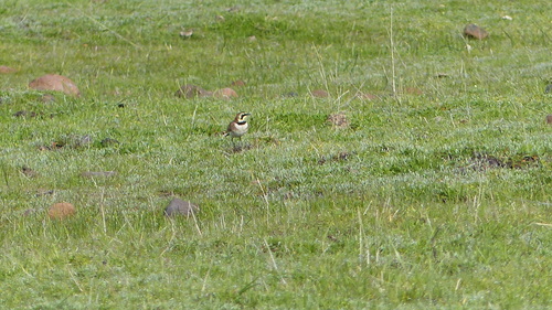 iNaturalist observation photo of Horned Lark