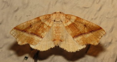 Plagodis alcoolaria