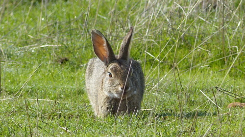 iNaturalist observation photo of Desert Cottontail