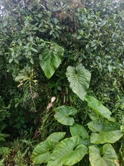 Anthurium formosum
