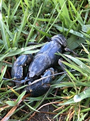 Cambarus monongalensis