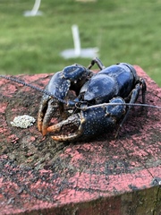 Cambarus monongalensis