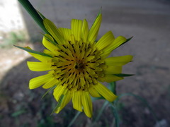 Tragopogon gorskianus