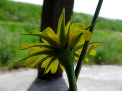 Tragopogon gorskianus