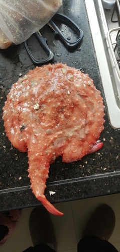 Anglerfish (Halieutaea stellata) — Ogcocephalidae