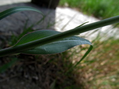 Tragopogon gorskianus