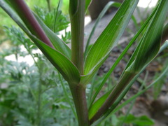 Tragopogon gorskianus