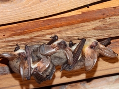 Alpine Long-Eared Bat photo 5