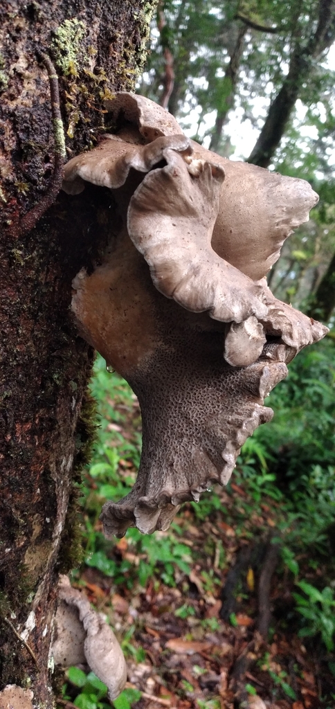 Polyporoletus neotropicus