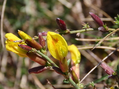 Chamaecytisus spinescens