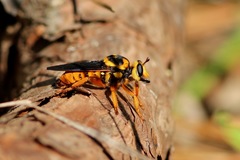 Laphria saffrana