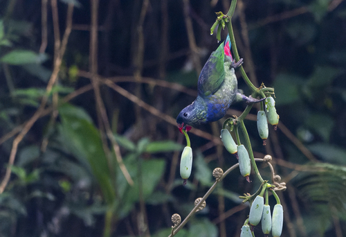 Red-billed Parrot (Pionus sordidus), photo 8