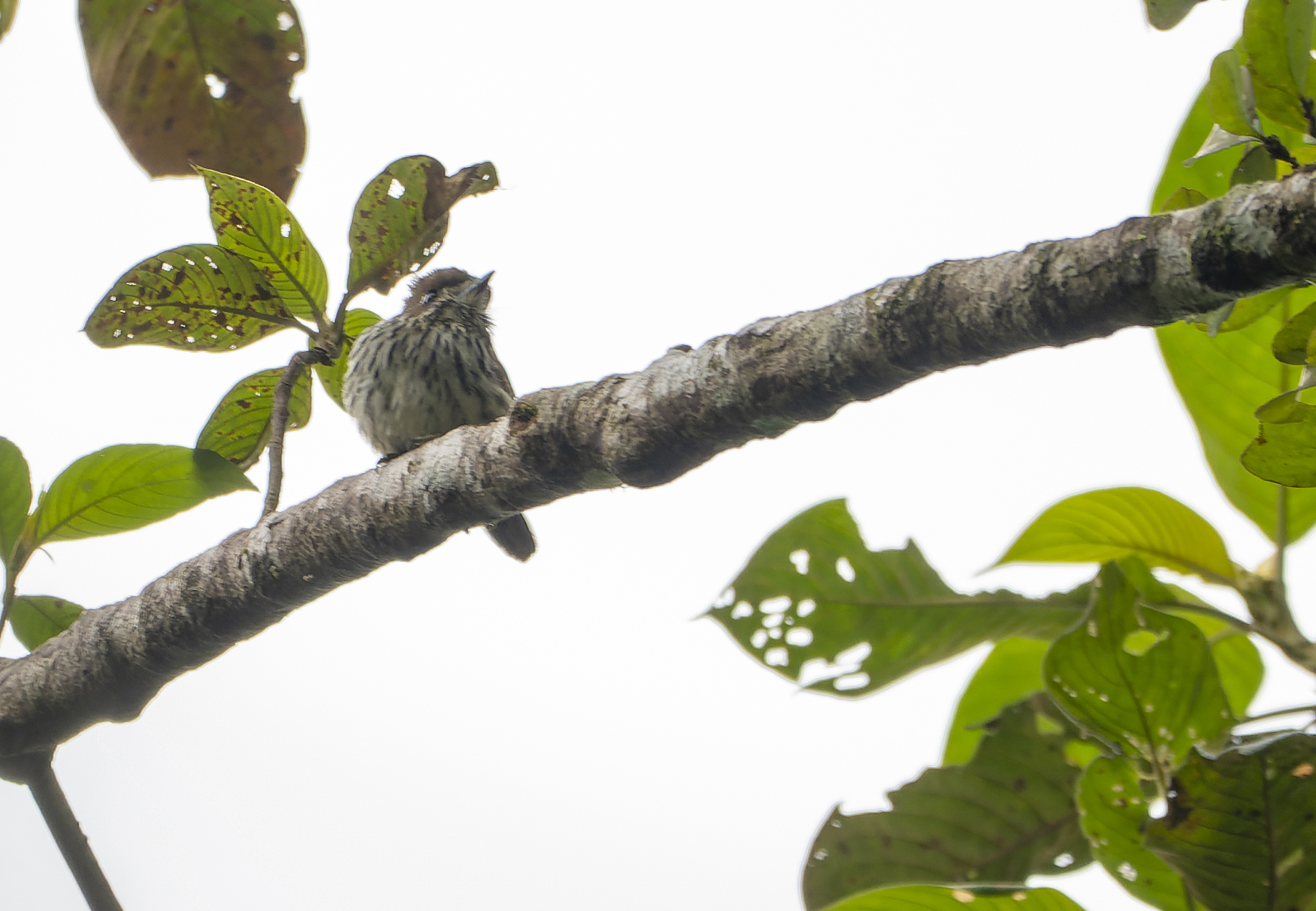 Lanceolated Monklet (Micromonacha lanceolata), photo 7