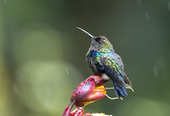 Fork-tailed Woodnymph