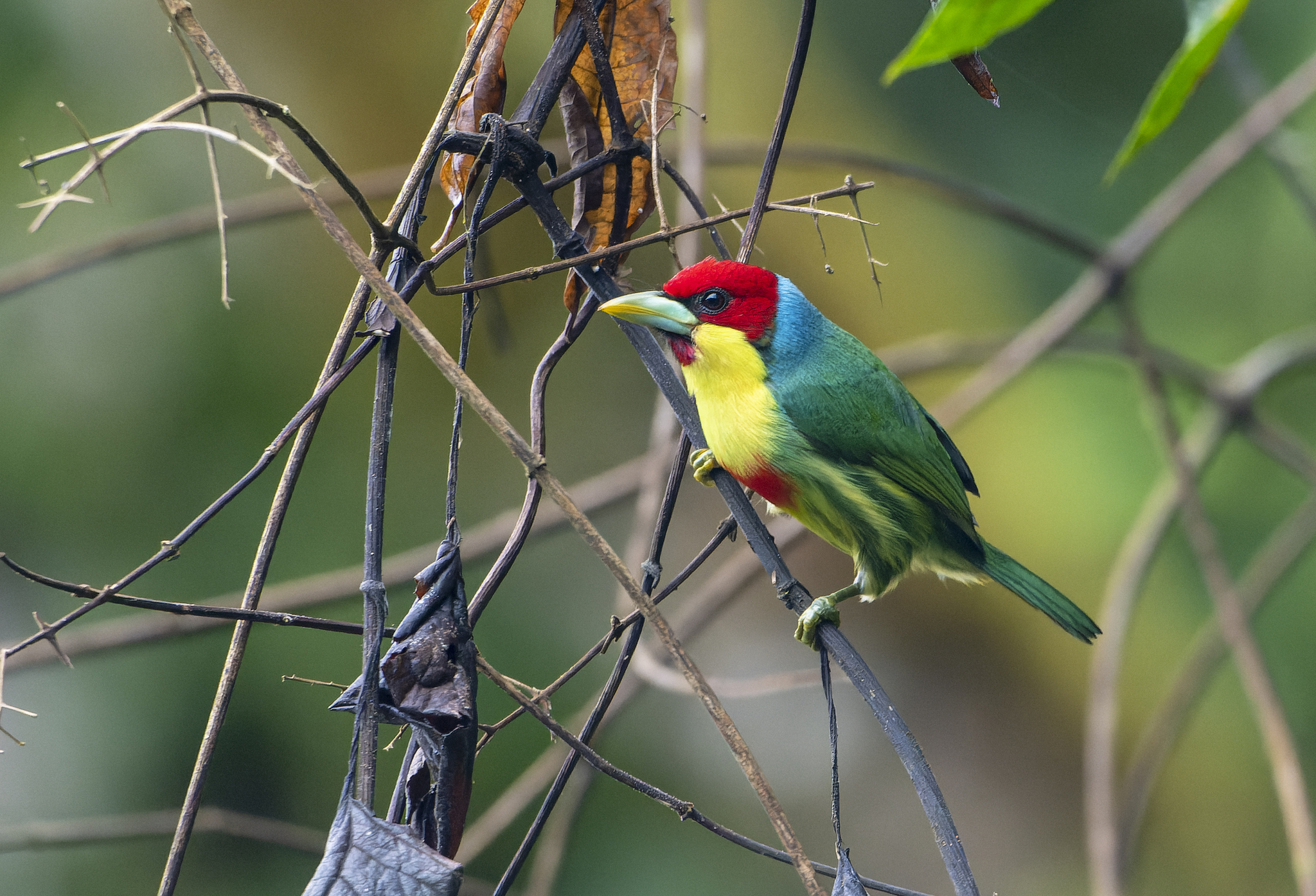 Versicoloured Barbet illustration