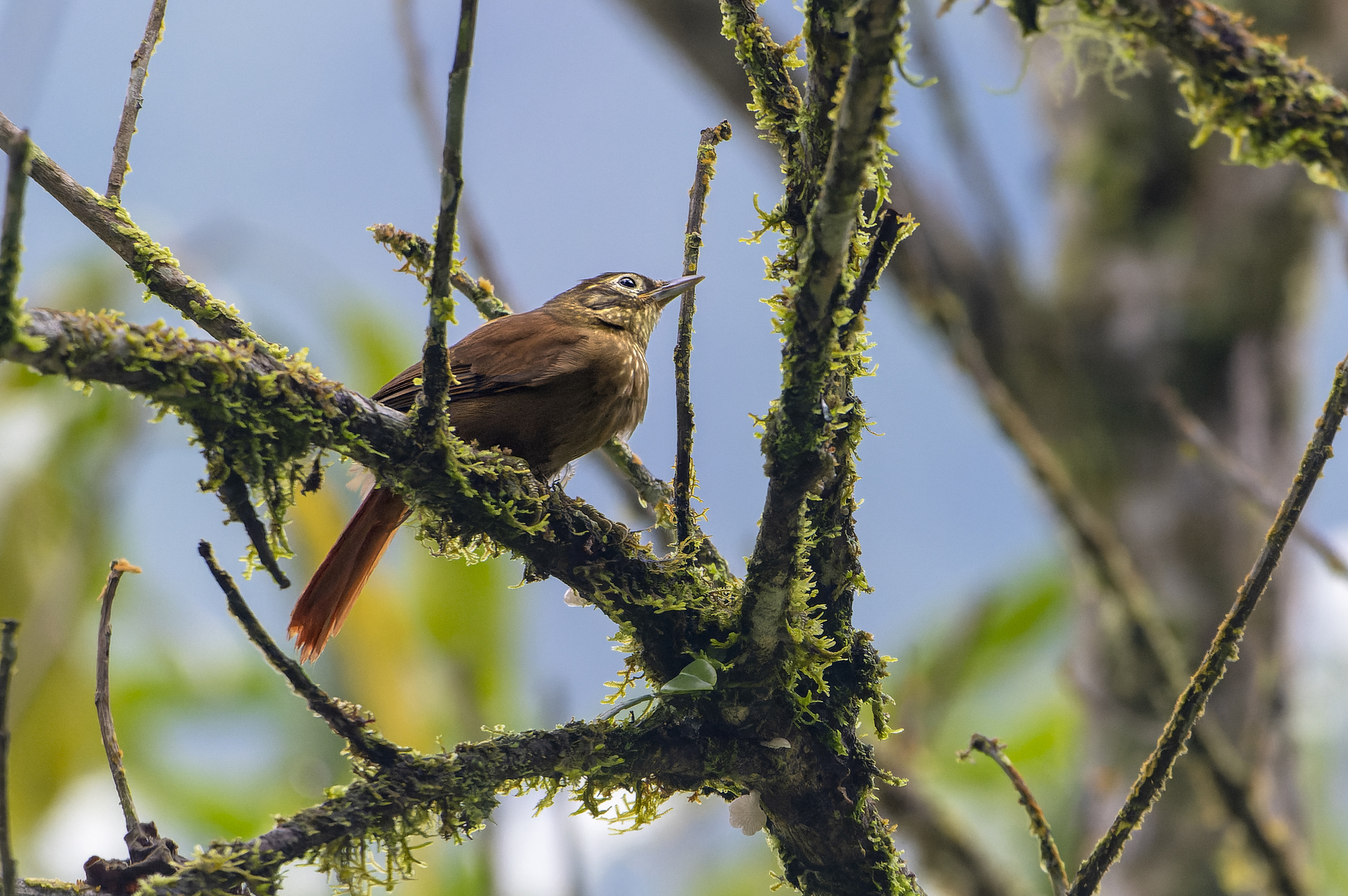 Montane Foliage-gleaner (Anabacerthia striaticollis), photo 5
