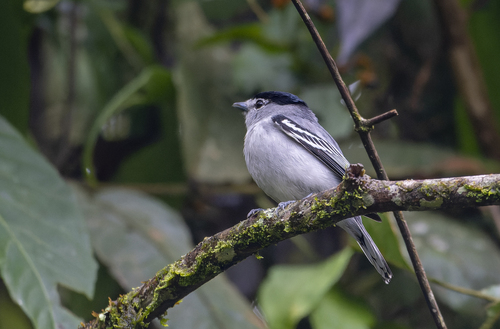 Black-and-white Becard (Pachyramphus albogriseus)