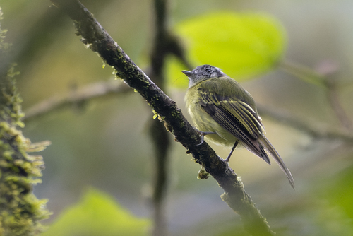 Marble-faced Bristle Tyrant (Pogonotriccus ophthalmicus), photo 10