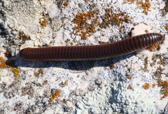 Acanthoiulus cassinensis