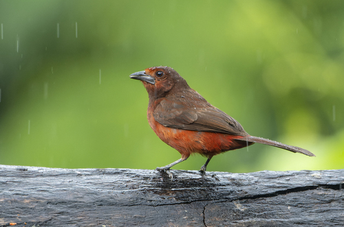 Huallaga Tanager (Ramphocelus melanogaster), photo 4