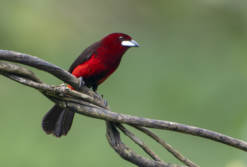 Huallaga Tanager (Ramphocelus melanogaster), photo 6