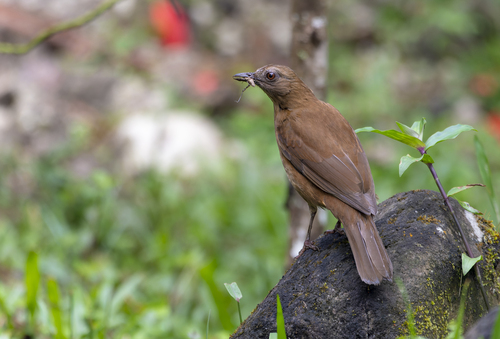 Hauxwell's Thrush (Turdus hauxwelli), photo 10
