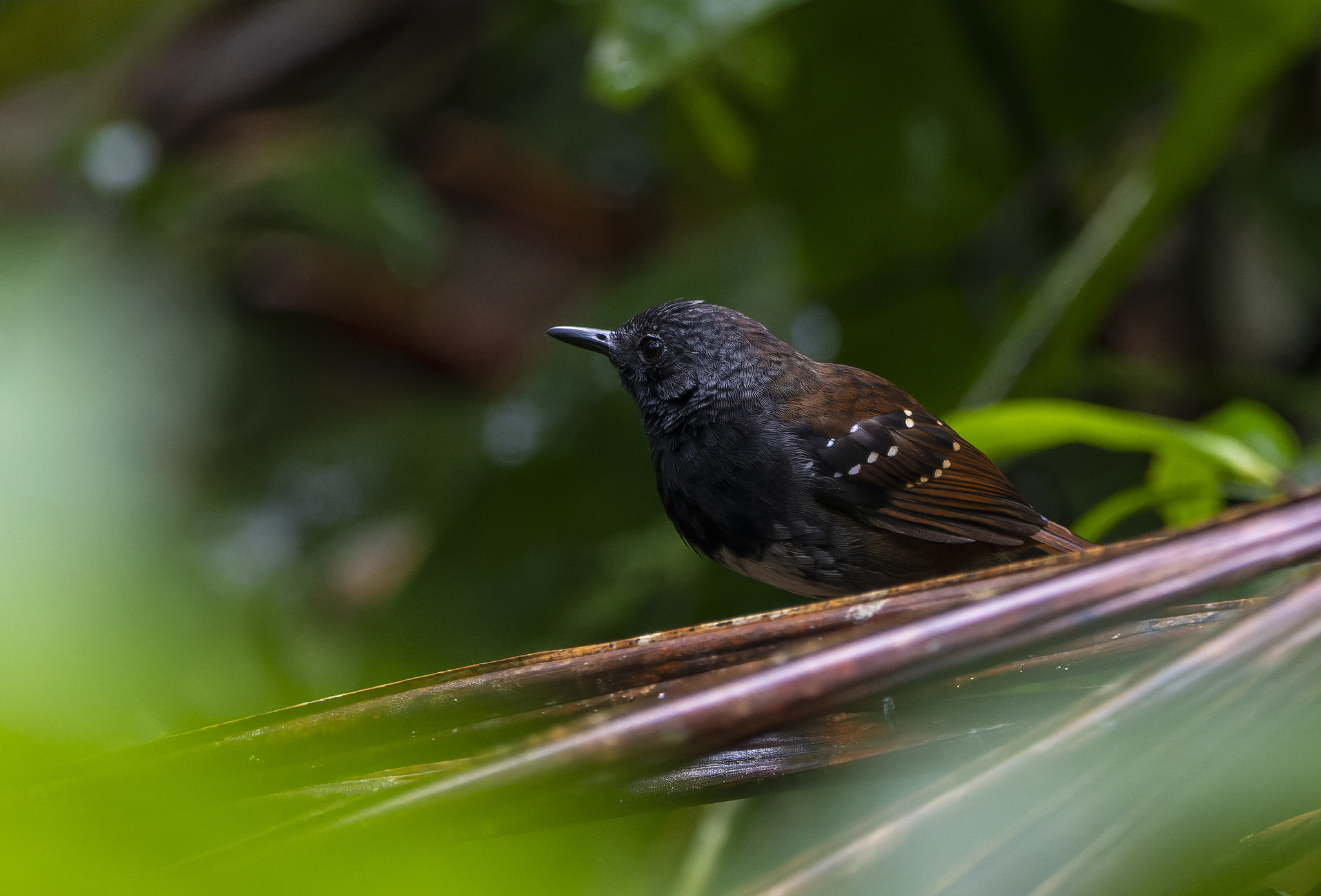 Northern Chestnut-tailed Antbird (Sciaphylax castanea), photo 1
