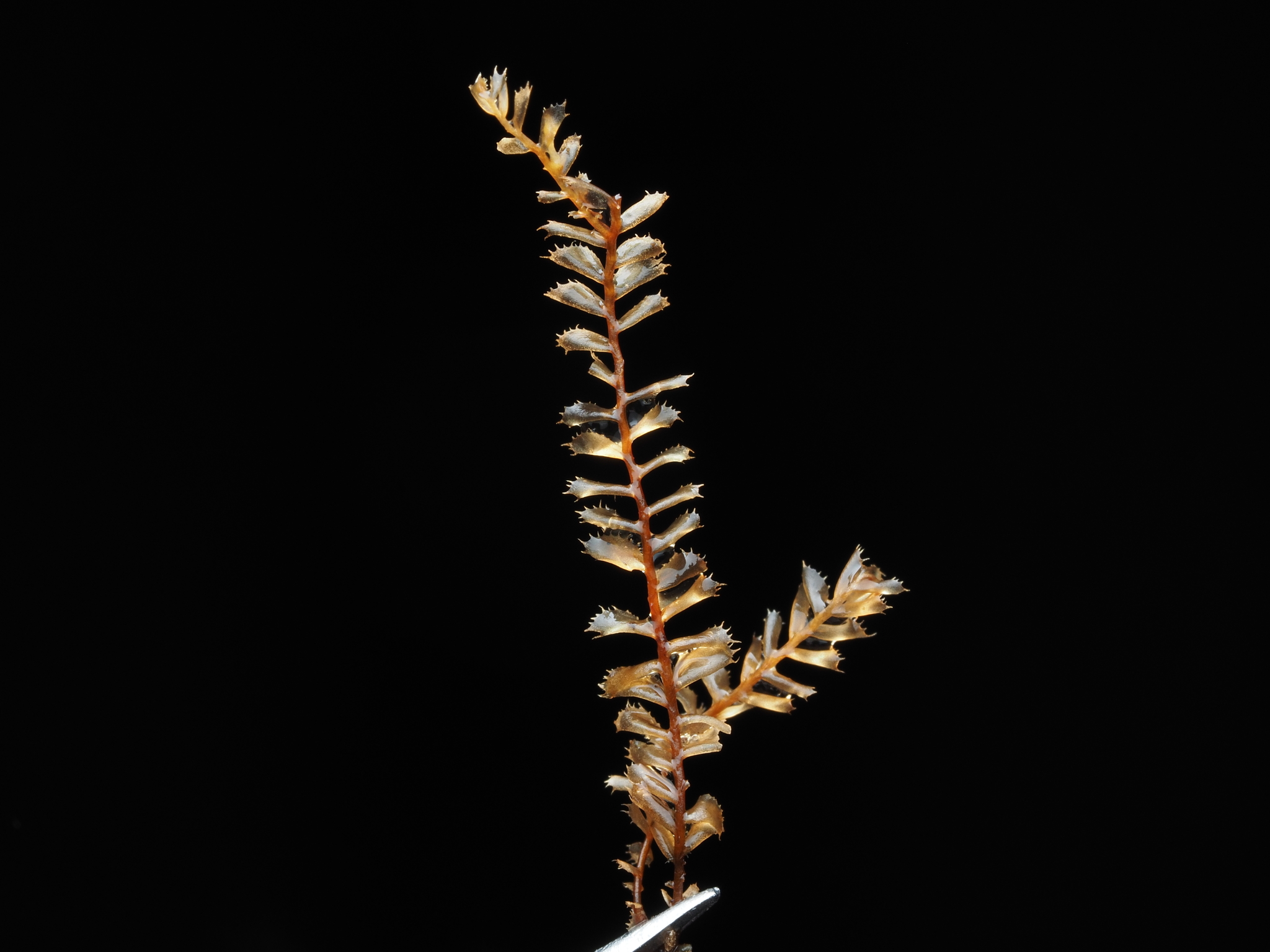 Plagiochila pachyloma