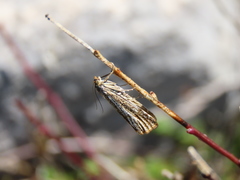 Thisanotia chrysonuchella