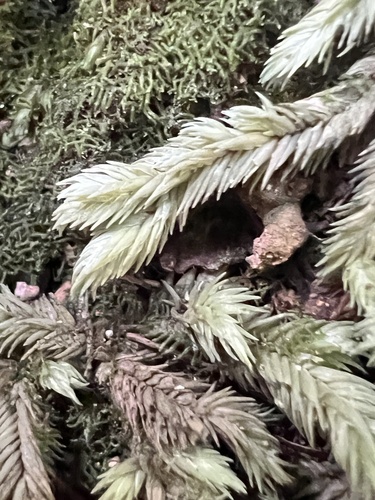 Leucobryum aduncum observed 2024-01-09